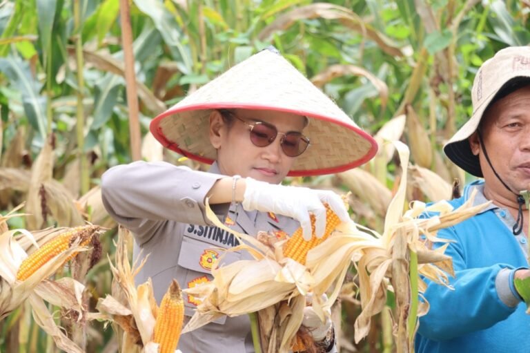 Kapolres Pematang Siantar Hadiri Panen Raya, Dukung Program Presiden RI Ketahanan Pangan
