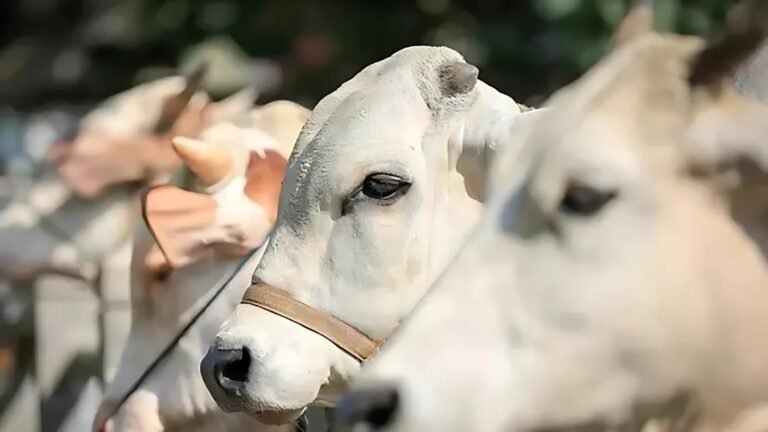 Jelang Hari Raya Idul Adha, Karyawan Muslim PalmCo Siapkan Ribuan Hewan Qurban
