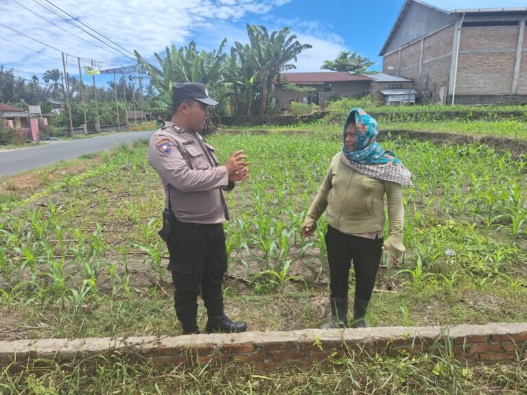 Dukung Ketapang, Polsek Siantar Marihat Sambangi Warga Rawat Tanaman Jagungnya