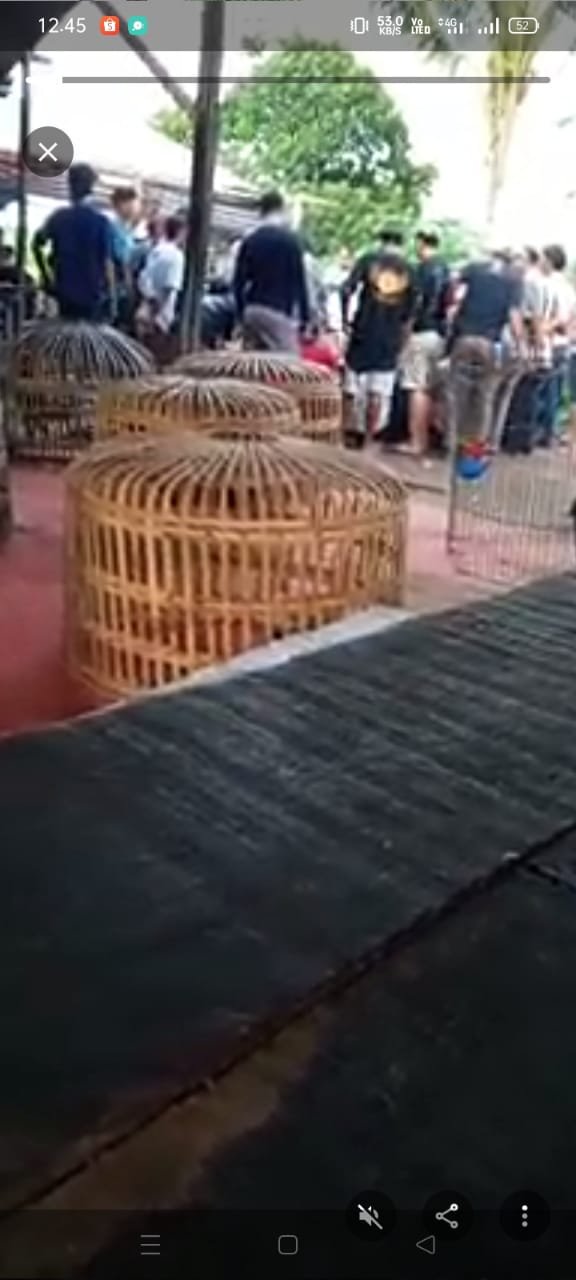 Arena Judi Sabung Ayam Dan Dadu Marak di Desa Sentis, Polsek Medan Tembung Kembali Jadi Sorotan