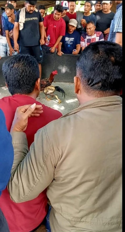 Judi Sabung Ayam Marak di Sentis, Aparat Penegak Hukum Tutup Mata