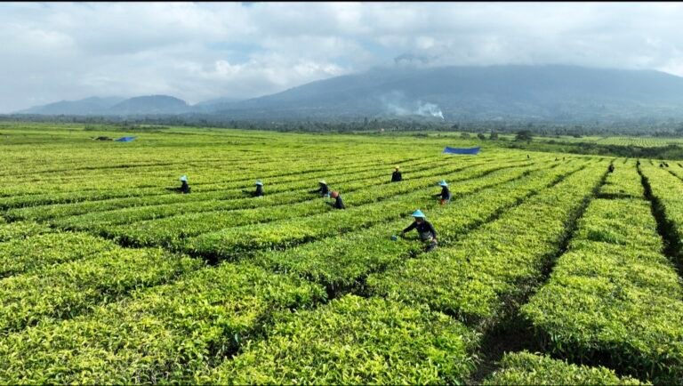 Perihal Isu Konversi Kebun Teh PTPN IV Regional II di Kabupaten Simalungun