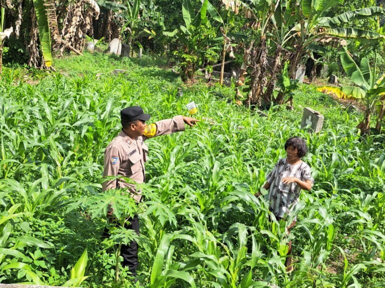 Bhabinkamtibmas Polsek Siantar Utara Tinjau Perkembangan Tanaman Jagung Warga Binaan