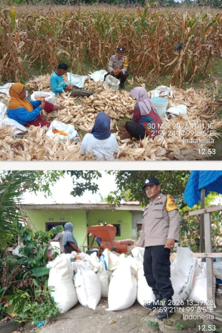 Dukung Ketapang, Bhabinkamtibmas Polsek Siantar Barat Monitoring Panen Jagung Warga Binaan
