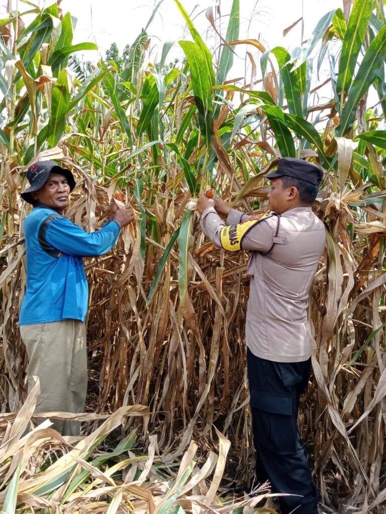 Bhabinkamtibmas Polsek Siantar Barat Panen Jagung Bersama Warga Binaan