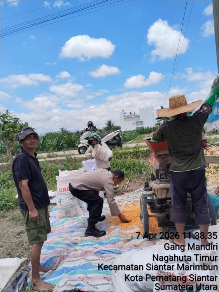 Dukung Ketapang, Polsek Siantar Marihat Monitoring Panen Jagung Warga Binaan