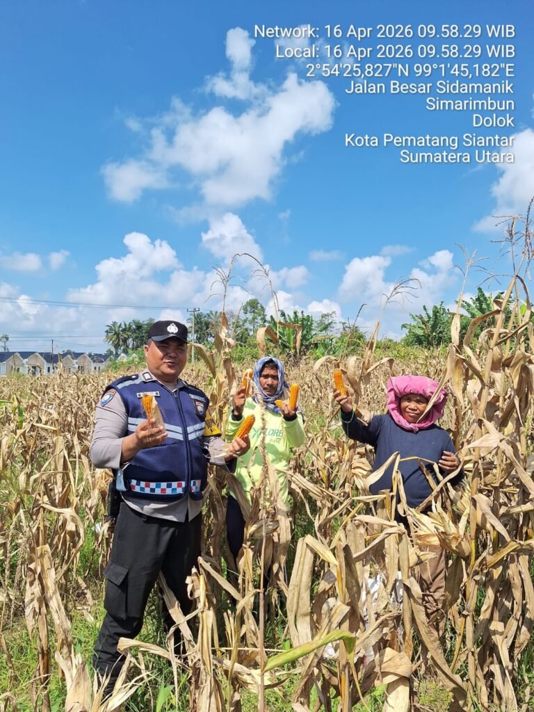 Bhabinkamtibmas Polsek Siantar Marihat Bersama Petani Binaan Panen Jagung