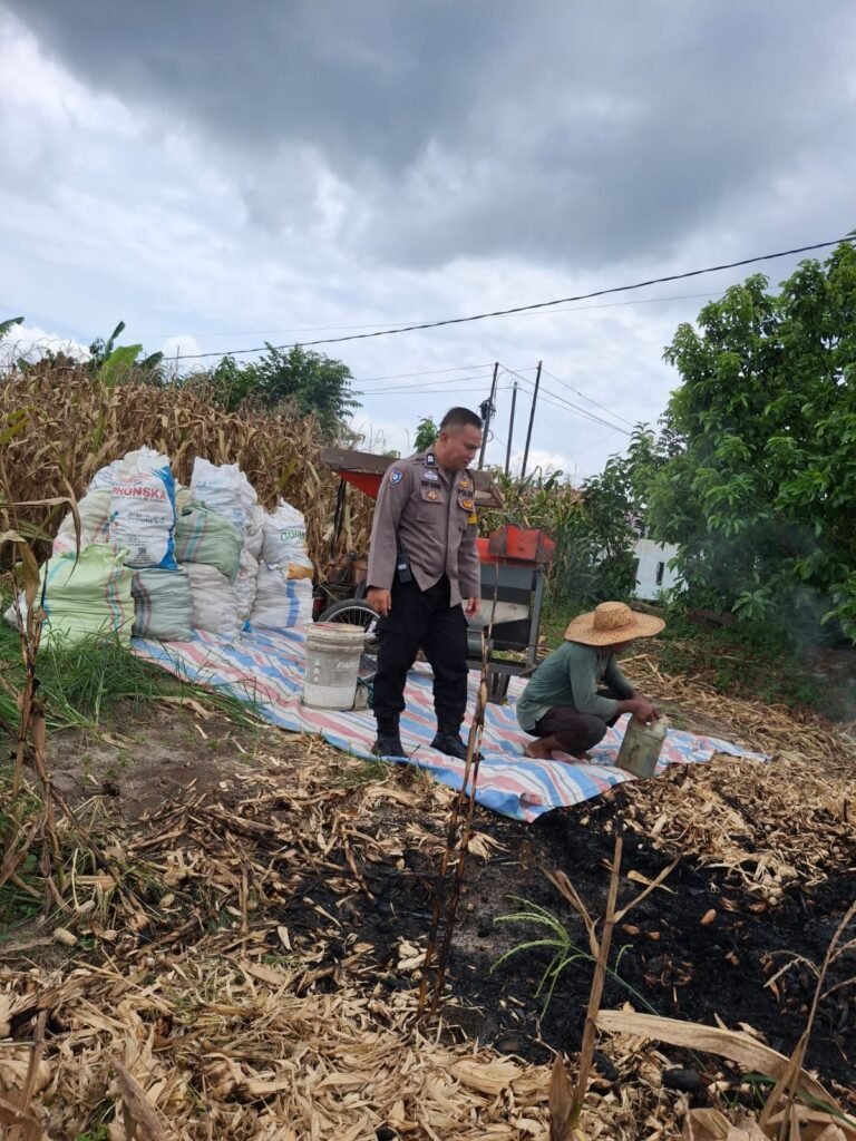 Bhabinkamtibmas Polsek Siantar Selatan Bersama Warga Binaan di Jalan Bendungan Ujung Panen Jagung