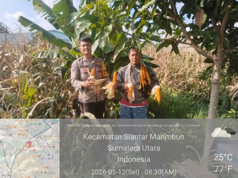 Bhabinkamtibmas Polsek Siantar Selatan Sambangi Petani Binaan Panen Jagung