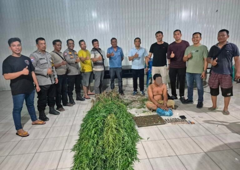 Tanam Ganja di Balik Tembok, Pria di Tanjung Morawa Diciduk Polisi! 40 Batang Setinggi 2 Meter Disita