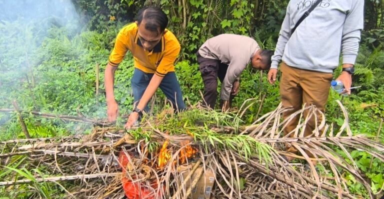 Temukan Tanaman Ganja, Polsek Tanjung Morawa Polresta Deli Serdang Amankan Pelaku