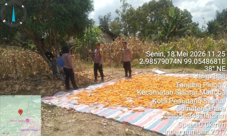 Dukung Ketapang, Kapolsek Siantar Utara Dampingi Petani Binaan Panen Jagung