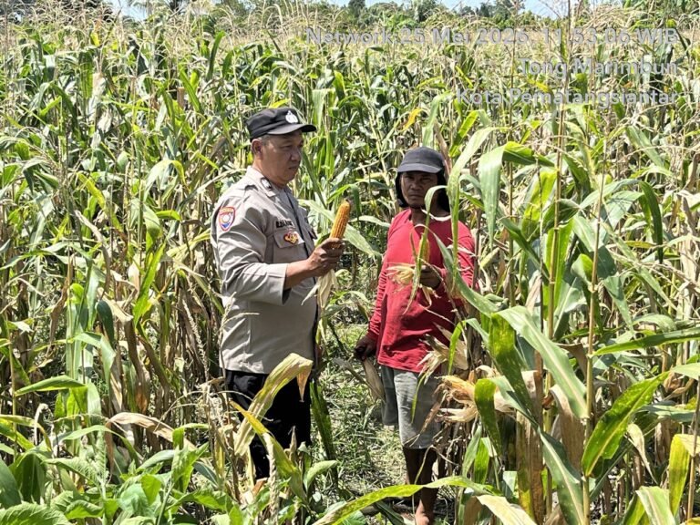 Polri Bersama Masyarakat, Polsek Siantar Barat Bersama Petani Binaan Panen Jagung