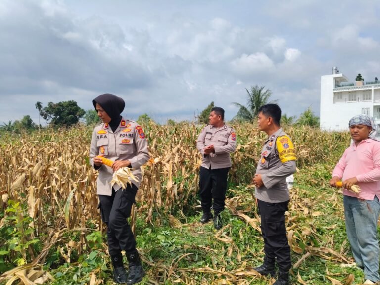 Kapolsek Siantar Selatan Panen Jagung Bersama Petani Binaan di Jalan Mandiri