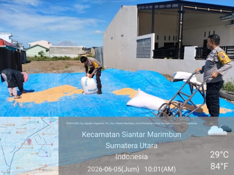 Dukung Ketapang, Kapolsek Siantar Selatan Bantu Petani Binaan Jemur Hasil Panen Jagung
