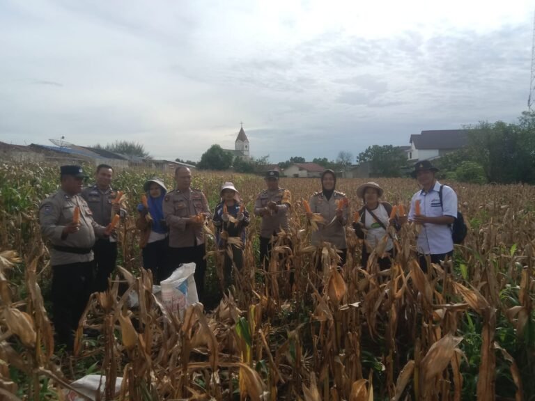 Kapolsek Siantar Selatan Bersama Personil Panen Jagung Bersama Petani Binaan