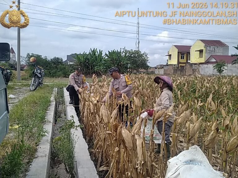 Bhabinkamtibmas Polsek Siantar Selatan Bersama Petani Binaan Panen Jagung