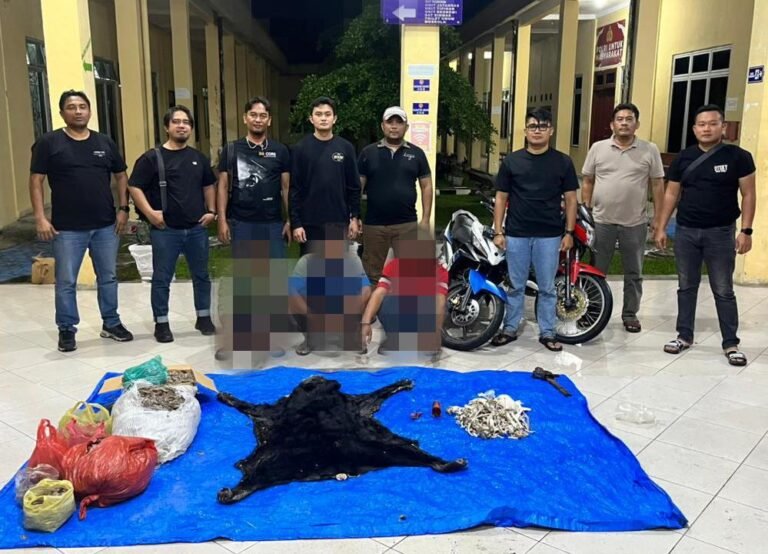 Polres Simalungun Bongkar Perdagangan Satwa Dilindungi, 30 Kg Sisik Trenggiling Hingga Kulit Beruang Madu Disita