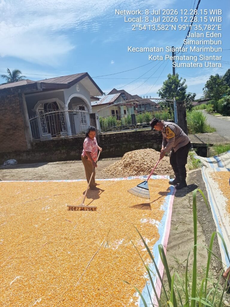 Bhabinkamtibmas Polsek Siantar Marihat Monitoring Petani Binaan Jemur Hasil Panen Jagung