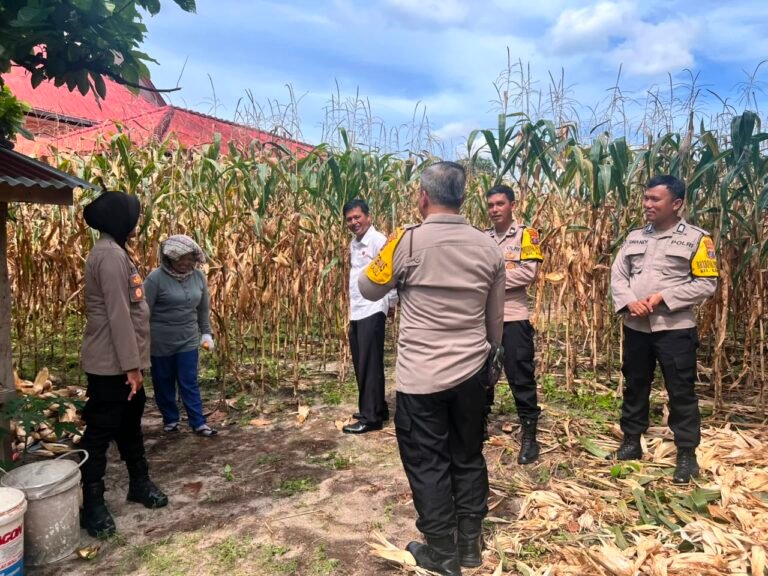 Kapolsek Siantar Selatan Panen Jagung Bersama Warga Binaan