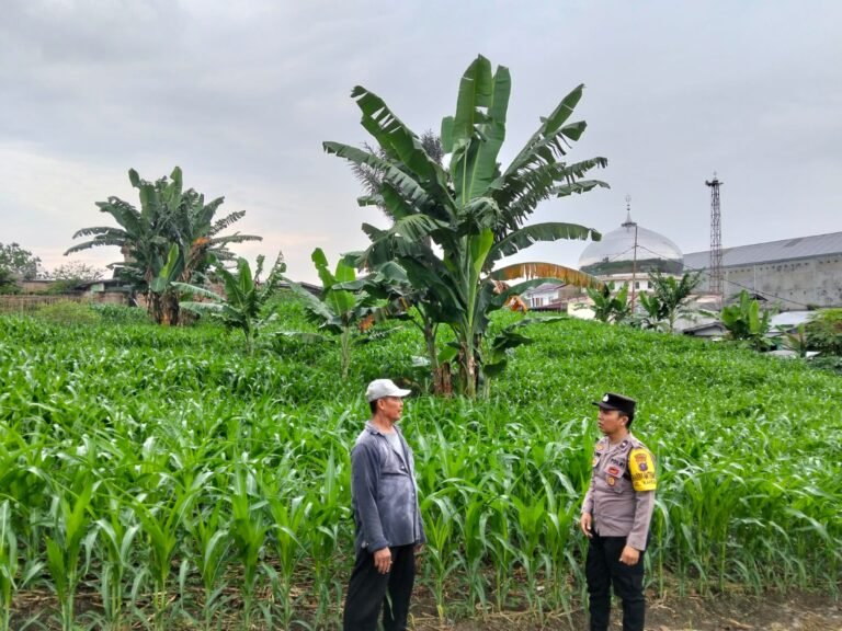 Bhabinkamtibmas Polsek Siantar Utara Turun ke Lahan Jagung, Beri Semangat Petani Hadapi Serangan Ulat Daun
