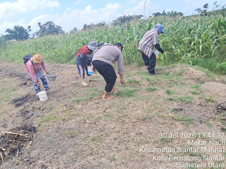 Bhabinkamtibmas Polsek Siantar Timur Cek Lahan Jagung Petani Binaan di Jalan Pattimura Ujung