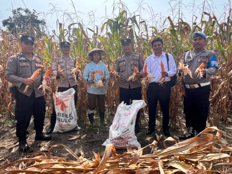 Polsek Siantar Selatan Panen Jagung Bersama Petani Binaan di Jalan Bendungan