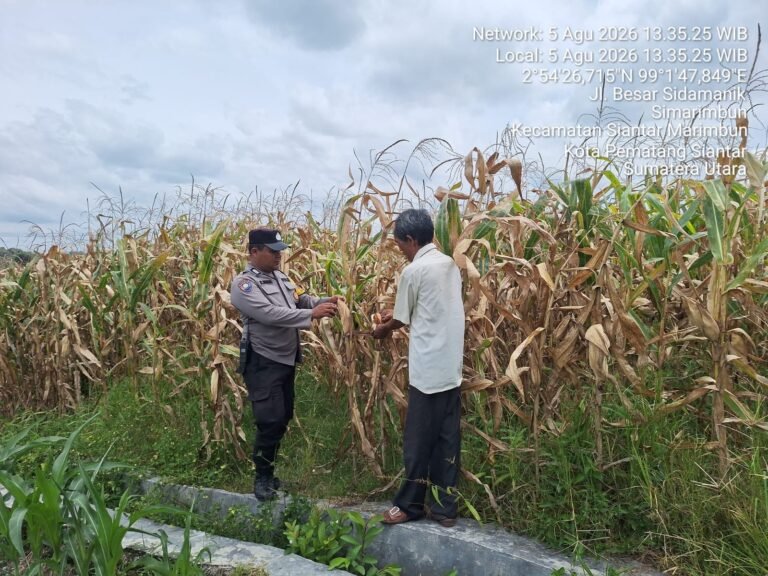 Bhabinkamtibmas Polsek Siantar Marihat Sambang Dan Monitoring Lahan Jagung Petani Binaan