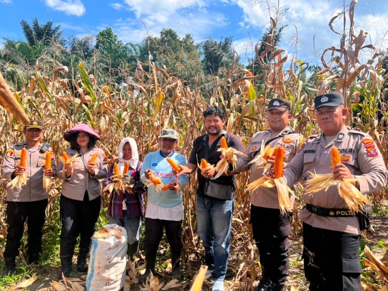 Polsek Siantar Selatan Bersama Petani Binaan Panen Jagung di Jalan Manunggal Karya