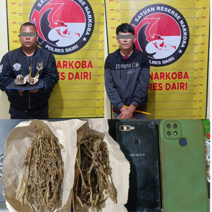 Kurir dan Pengedar Ganja di Bintang Mersada Berhasil Dibekuk Polres Dairi