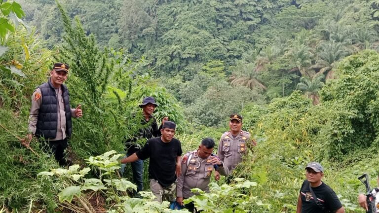 Berawal dari informasi warga, Polisi Langkat ungkap 11 batang banja di perladangan